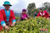 图为3月20日，墨脱县背崩乡格林村村民进行春茶采摘。次仁曲珍 供图
