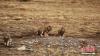 三只藏狐幼崽在草原上玩耍。蔡海勇 摄