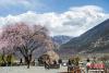 图为游客在桃花树下观赏南迦巴瓦峰美景。中新社记者 贡嘎来松 摄