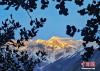 图为南迦巴瓦峰显露出“日照金山”的美景。中新社记者 贡嘎来松 摄