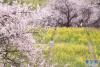 林芝市嘎拉村盛开的桃花（3月31日摄）。新华网发 李腾 摄