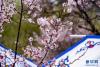 4月3日，林芝市巴宜区嘎拉村盛开的桃花。新华网 旦增努布 摄
