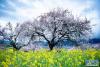 4月3日，林芝市巴宜区嘎拉村盛开的桃花。新华网 旦增努布 摄
