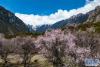 4月5日，在嘉黎县尼屋乡境内盛开的桃花。新华网 旦增努布 摄