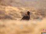 猛禽之王”金雕现身青海湖沙岛保护区