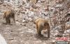 图为在青海省玉树藏族自治州囊谦县尕尔寺大峡谷觅食的野生藏猕猴。马铭言 摄