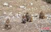 图为成群野生藏猕猴在青海省玉树藏族自治州囊谦县尕尔寺大峡谷享受春日暖阳。马铭言 摄