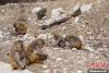 图为在青海省玉树藏族自治州囊谦县尕尔寺大峡谷，成群野生藏猕猴觅食、嬉戏。马铭言 摄