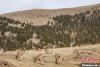 图为成群岩羊在青海省玉树藏族自治州囊谦县尕尔寺大峡谷内觅食。马铭言 摄