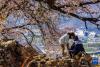 游人在桃花树下查看拍摄的照片（4月17日摄）。新华社记者 姜帆 摄