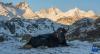 牦牛在嘎玛沟中的雪山前休憩（4月17日摄）。新华社记者 丁增尼达 摄