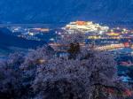 西藏拉萨：桃花映古城