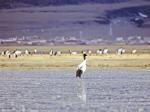 鹤舞阿热湿地——探访拉萨当雄黑颈鹤迁徙中转站