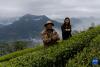 墨脱县背崩乡格林村村民登巴扎巴（左）和村干部李菲在茶园中采茶（4月24日摄）。新华社记者 姜帆 摄