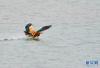 虎头山水库里的赤麻鸭（4月24日摄）。新华社记者 张汝锋 摄