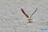 虎头山水库水面上的渔鸥（4月24日摄）。新华社记者 张汝锋 摄