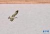 渔鸥在虎头山水库上空盘旋（4月24日摄）。新华社记者 张汝锋 摄