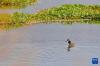 拉鲁湿地里的凤头 （5月5日摄）。新华社记者 张汝锋 摄