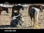 《西藏诱惑》人和马的故事