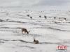 几只藏羚羊正在雪中找食吃。赵新录 摄