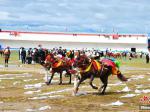西藏羌塘草原上的赛马会