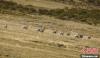 图为臀部呈白色桃心的藏原羚排队奔跑。　三江源国家公园森林公安局 供图