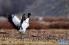一只黑颈鹤在林周县黑颈鹤自然保护区里舒展翅膀（3月14日摄）。新华社记者 张汝锋 摄