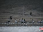 西藏林周：黑颈鹤的冬日家园