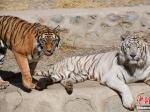 西藏曲水动物园举行“虎年看虎”活动
