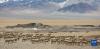 西藏阿里地区改则县出现大规模藏羚羊聚集（3月27日摄）。