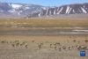 西藏阿里地区改则县出现大规模藏羚羊聚集（3月27日摄）。