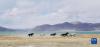 马群在位于西藏自治区日喀则市聂拉木县境内的佩枯错旁奔跑（2021年5月14日摄，手机照片）。新华社记者 沈虹冰 摄