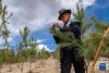 在西藏山南市扎囊县，边久在雅江边的造林地里查看树苗长势（5月26日摄）。