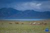 这是在羌塘国家级自然保护区内拍摄的藏羚羊（7月11日摄）。新华社记者 孙非 摄