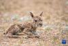 这是一只刚出生的藏羚羊幼崽（7月11日摄）。新华社记者 周荻潇 摄