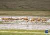 这是在羌塘国家级自然保护区内拍摄的藏羚羊（7月11日摄）。新华社记者 晋美多吉 摄