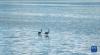 9月16日在多庆湖边拍摄的黑颈鹤（无人机照片）。新华社记者 晋美多吉 摄