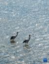 9月16日在多庆湖边拍摄的黑颈鹤（无人机照片）。新华社记者 晋美多吉 摄