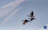 黑颈鹤在林周县虎头山水库上空飞翔（11月6日摄）。新华社记者 吕秋平 摄
