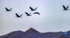 黑颈鹤在林周县虎头山水库上空飞翔（11月6日摄）。新华社记者 吕秋平 摄
