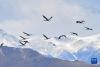 黑颈鹤在林周县山峦间盘旋（11月6日摄）。新华社记者 张汝锋 摄