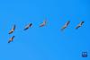 黑颈鹤在林周县黑颈鹤自然保护区上空盘旋（11月6日摄）。新华社记者 张汝锋 摄