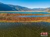 11月19日，西藏林芝雅尼国家湿地公园水天一色、候鸟成群。 董志雄 摄