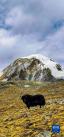 这是琼穆岗嘎峰下的一头牦牛（手机照片，2月20日摄）。新华社记者 沈虹冰 摄