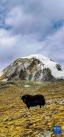 这是琼穆岗嘎峰下的一头牦牛（手机照片，2月20日摄）。