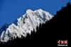 图为5月13日，西藏波密县原始森林与雪山风光。李林 摄