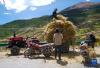 西藏自治区那曲市边坝县的农民在收获青稞（8月18日摄）。