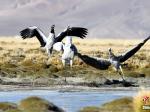 西藏那曲：黑颈鹤悠然觅食