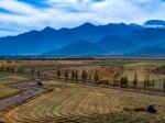 西藏人工种植牧草迎丰收