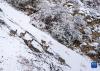在边坝县境内，岩羊在雪山上行走（10月27日摄）。